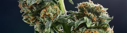 Ultimate Cannabis Guide: Everything You Need To Know