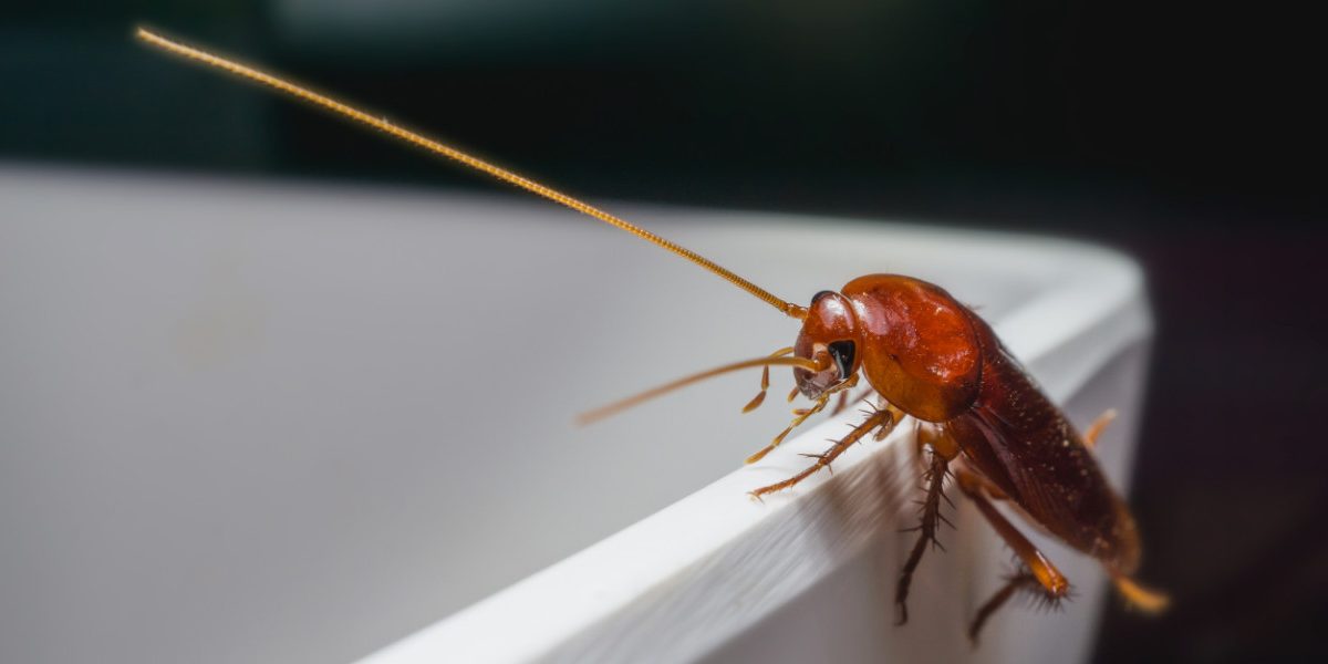 Easy Cockroach Pest Control Tips