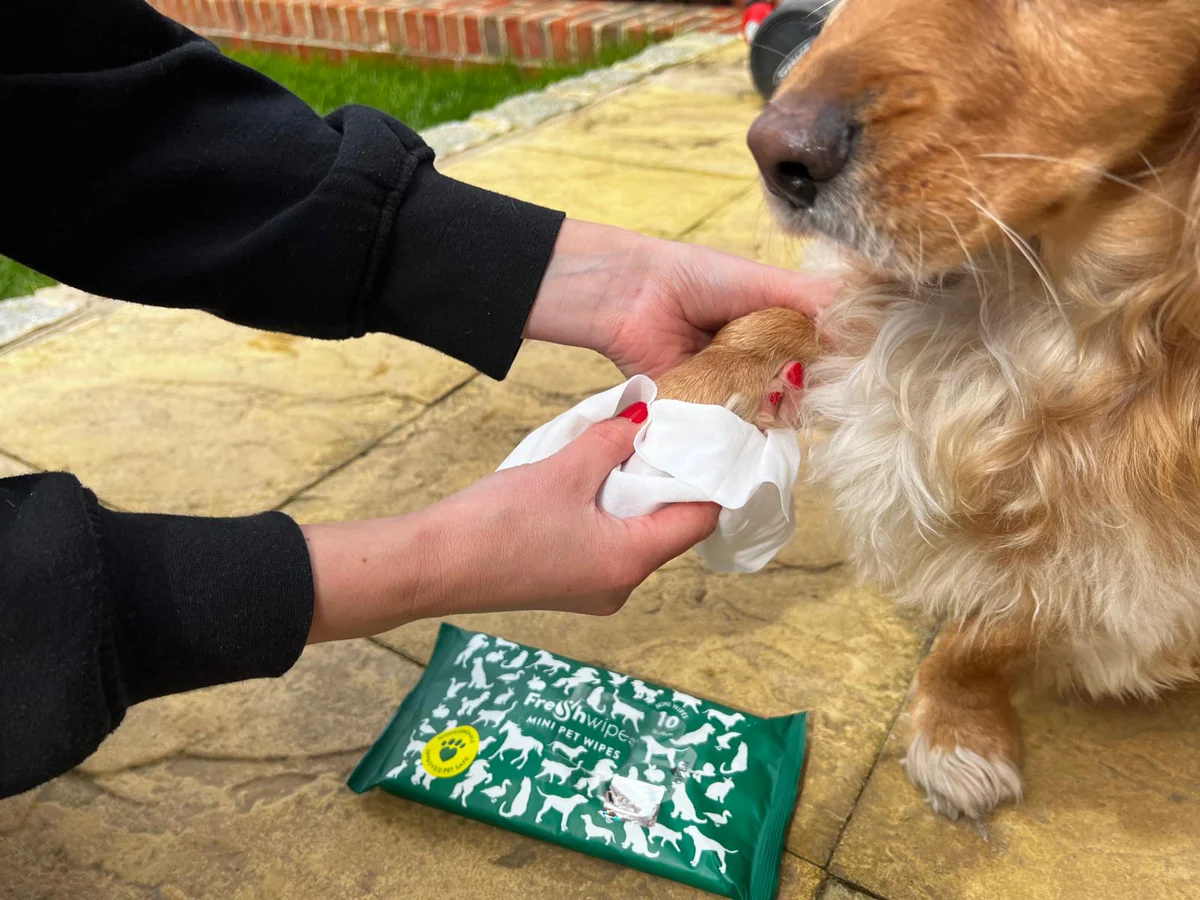 Ultimate Guide To Dog Paw Wipes