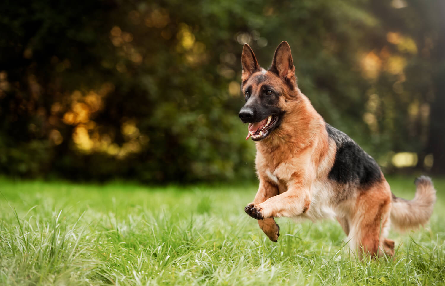 Easy German Shepherd Breeder Tips