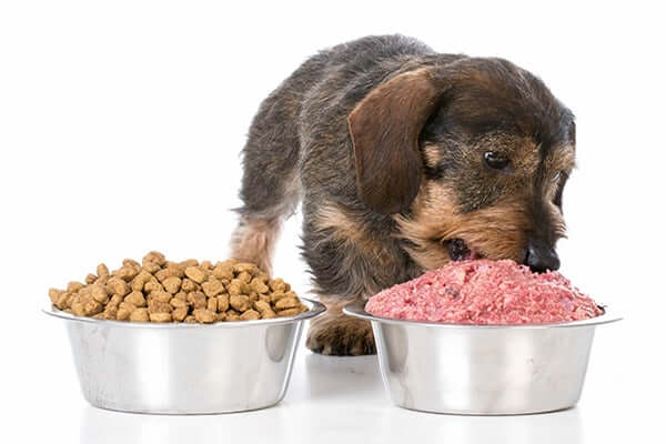 Ultimate Raw Feeding Guide For Dogs